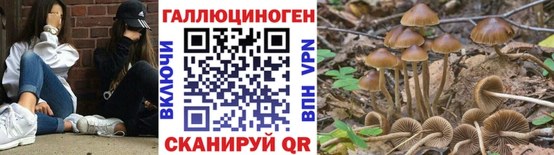где можно купить наркотик  Киселёвск  Псилоцибиновые грибы ЛСД 